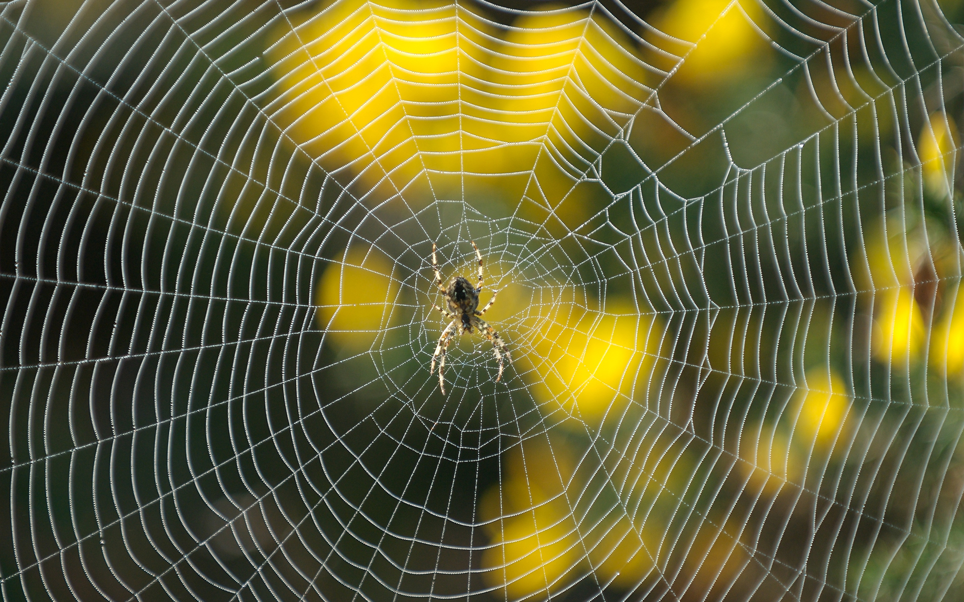 Daum Spider Vase